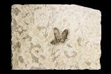 Fossil March Fly (Plecia) - Green River Formation #154422-1